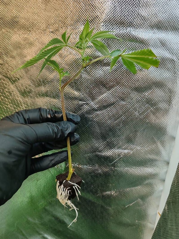 Talea Sherbet x Chemdog Radici Nomadi