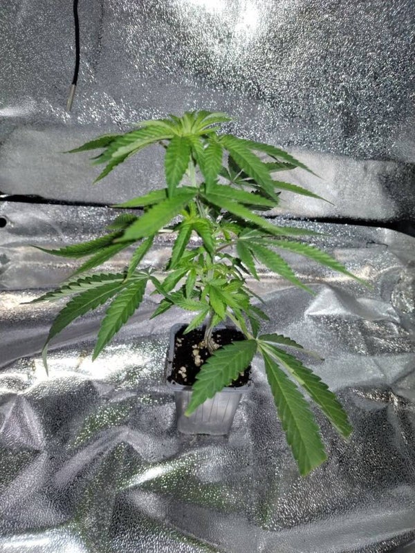 Talea Garlatti x Headhunter Tiki Madman vaso 0,3 litri