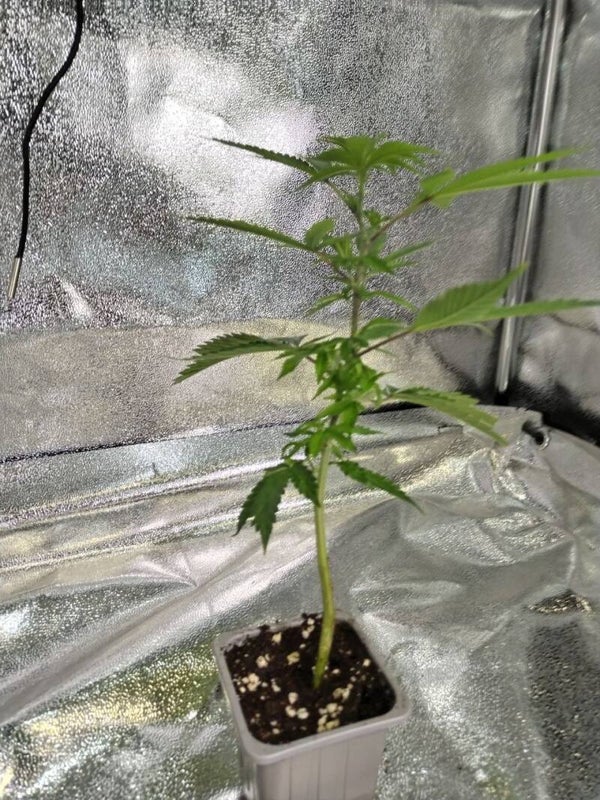 Talea Ooze Cake x Devil Driver Tiki Madman vaso 0,3 litri