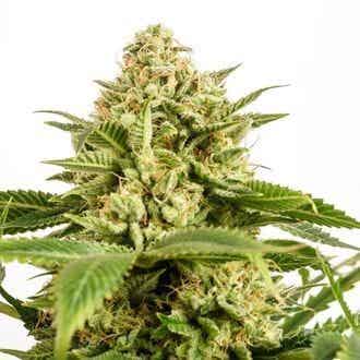 KANNABIA MONKEY GREASE 3+1 semi