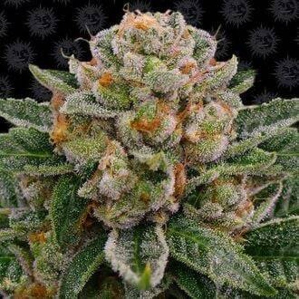 BARNEYS FARM SKYWALKER OG AUTO  3 semi