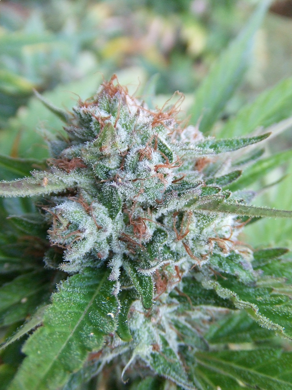 THE CALI CONNECTION SEEDS BELLINI 6 semi
