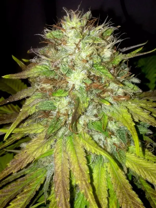 THE CALI CONNECTION SEEDS BOSS HOGG AUTO 6 semi
