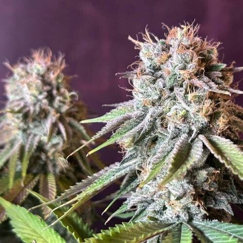 CALIFORNIAN ORANGE FF
