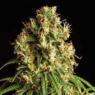 KANNABIA MIMOSA DREAM 3+1 semi