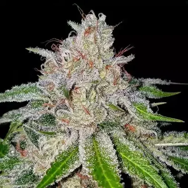 DNA GENETICS CHERRY 18 3 semi