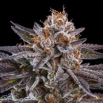 RIPPER SEEDS OMG 5 semi