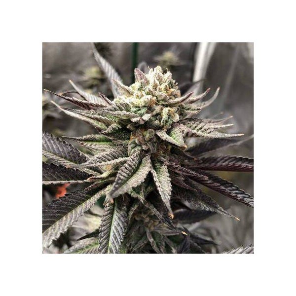 THE CALI CONNECTION SEEDS DEADHEAD OG AUTO 6 semi