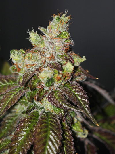 THE CALI CONNECTION SEEDS ISLAND PUNCH 6 semi