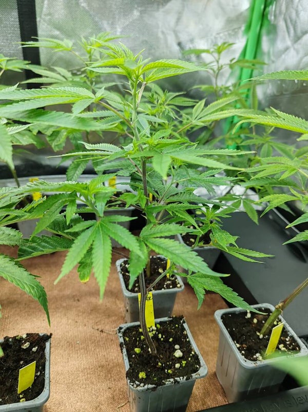 Talea Garlatti x Headhunter Tiki Madman vaso 0,3 litri