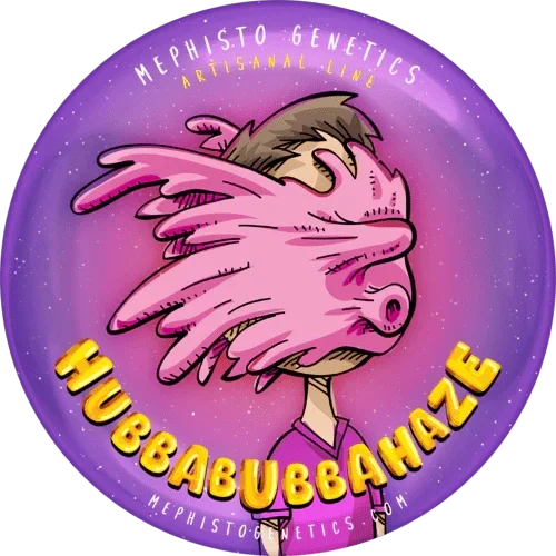 HubbaBubbaHaze 3+2 semi