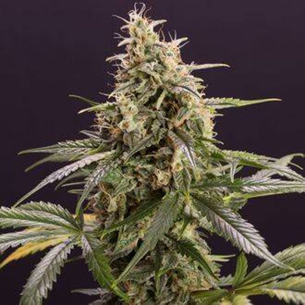 HUMBOLDT SEEDS CHEM-BOMB AUTO 3 semi