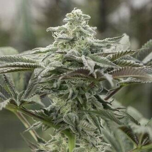 HUMBOLDT SEEDS LEMON CITTRON 3 semi