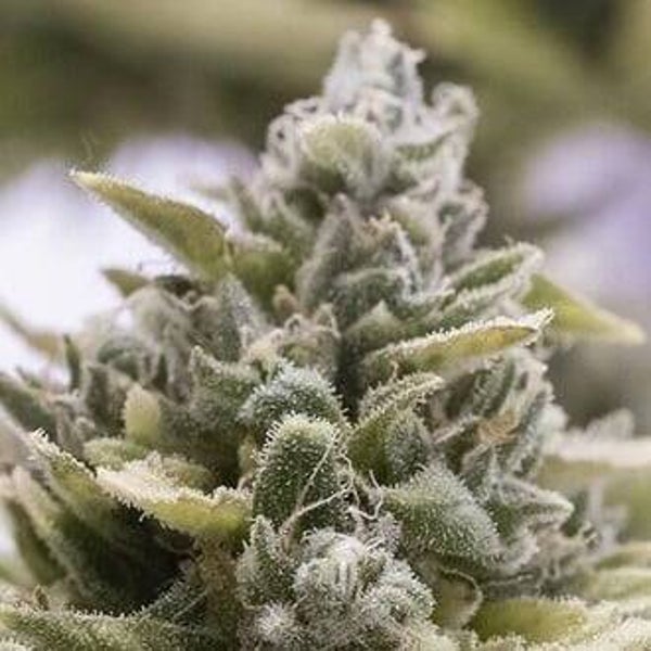 HUMBOLDT SEEDS OG KUSH AUTO 5 semi