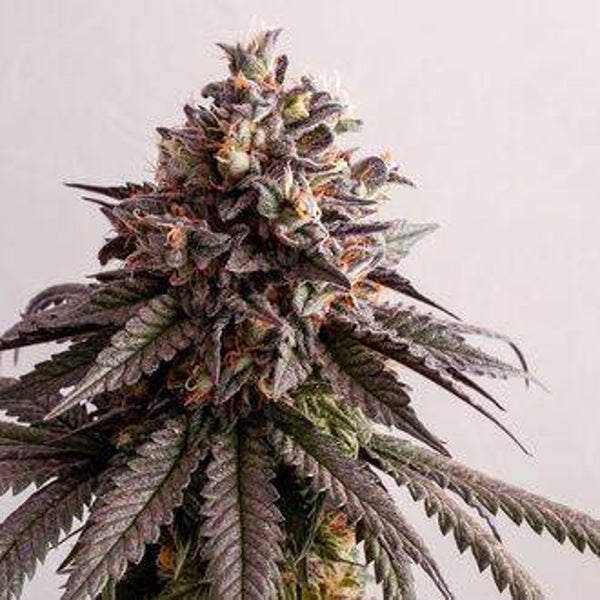 KANNABIA GELATO-K 3+1 semi