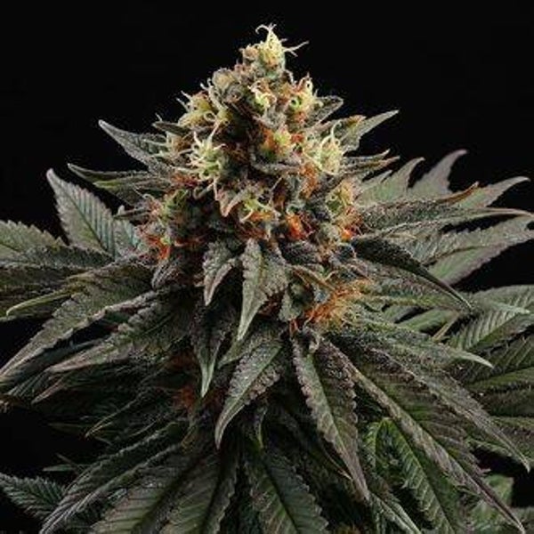 KANNABIA SATIVA DREAM 3+1 semi