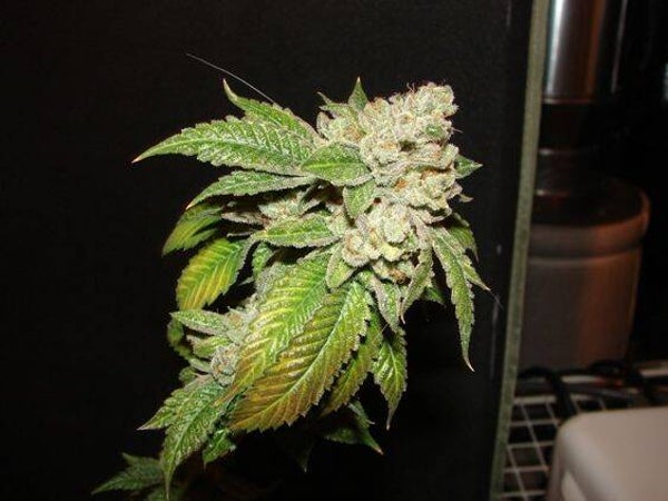 THE CALI CONNECTION SEEDS LARRY OG KUSH 6 semi