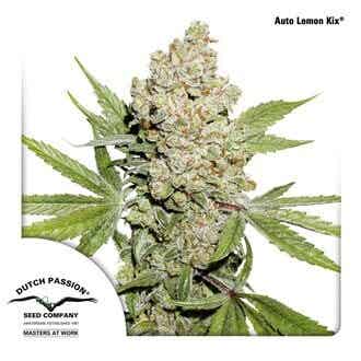 DUTCH PASSION LEMON KIX AUTO 3 semi