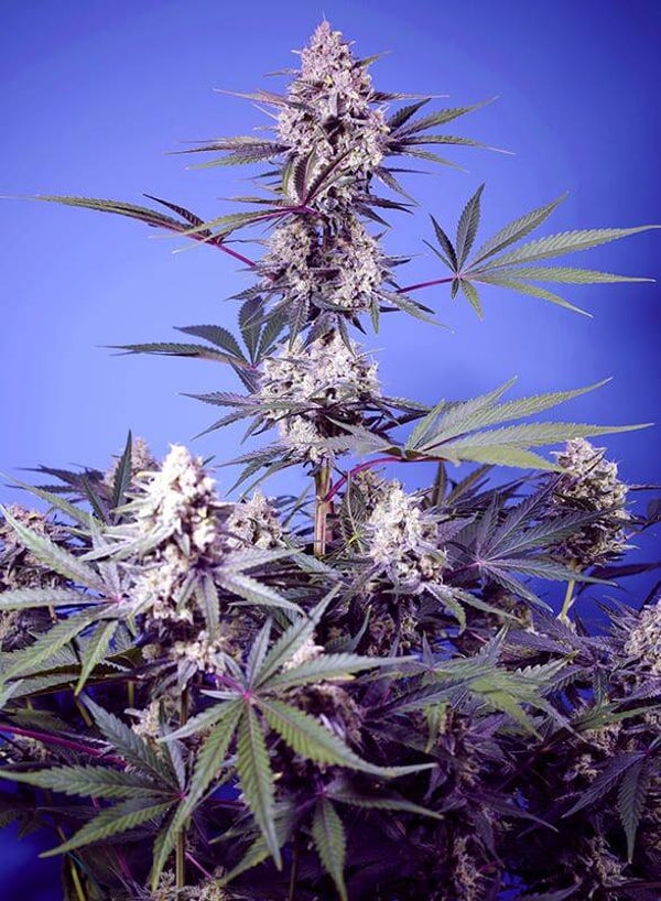 SWEET SEEDS MENTAL RAINBOW F1 FAST VERSION 3+1 semi