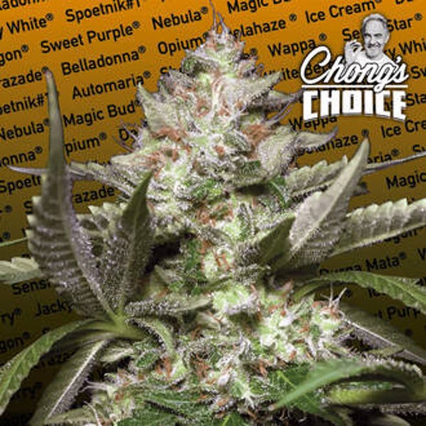 PARADISE SEEDS KONG 4 AUTO 3 semi