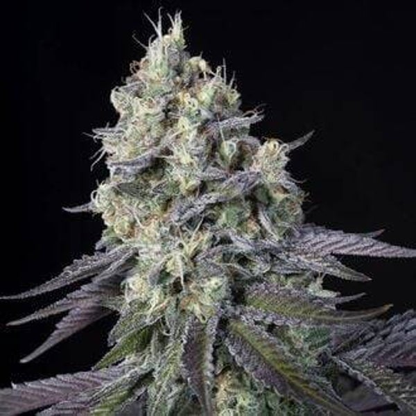 PARADISE SEEDS PURPLE MINTZ 3 semi