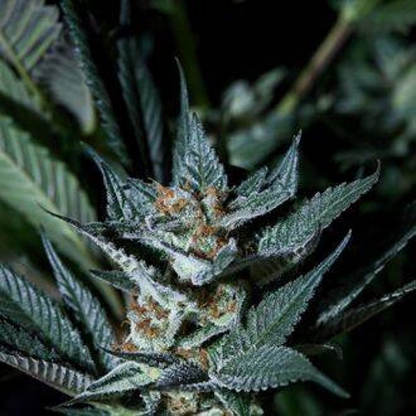 PURPLE CITY GENETICS RAZBERRY GASTANK AUTO 3 semi