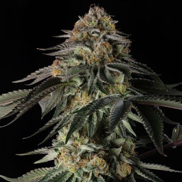 SILENT SEEDS RAINBOW GAS 5 semi