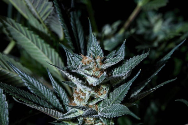 PURPLE CITY GENETICS RAZZBERRY GASTANK 3 semi