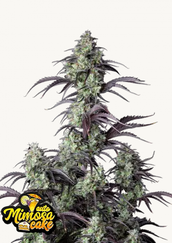 FAST BUDS MIMOSA CAKE AUTO 5 semi