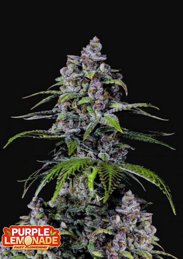 FAST BUDS PURPLE LEMONADE FAST FLOWERING 3 semi