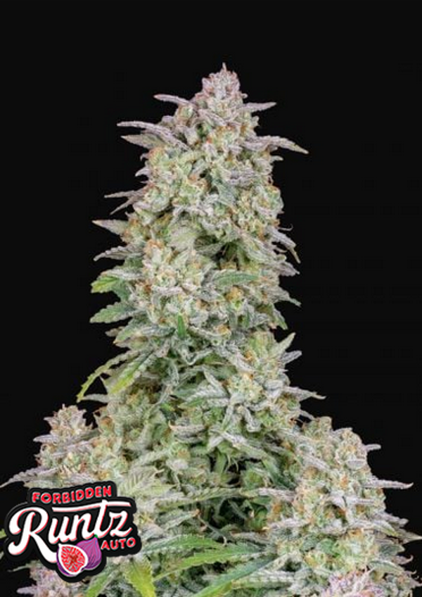 FAST BUDS FORBIDDEN RUNTZ AUTO 5 semi