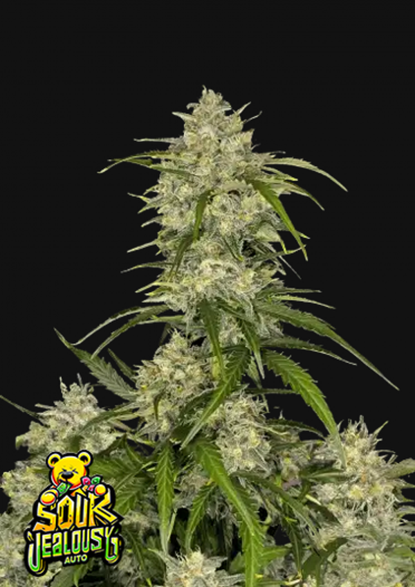 FAST BUDS SOUR JEALOUSY AUTO 3 semi