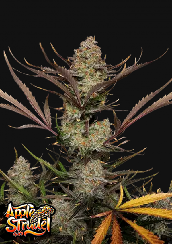 FAST BUDS APPLE STRUDEL AUTO 3 semi