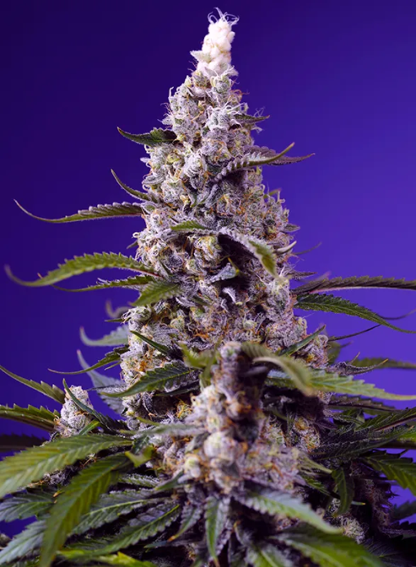 SWEET SEEDS - BANANA CREAM CAKE X STRAWBERRY BANANA GELATO XL AUTO 3+1 SEMI