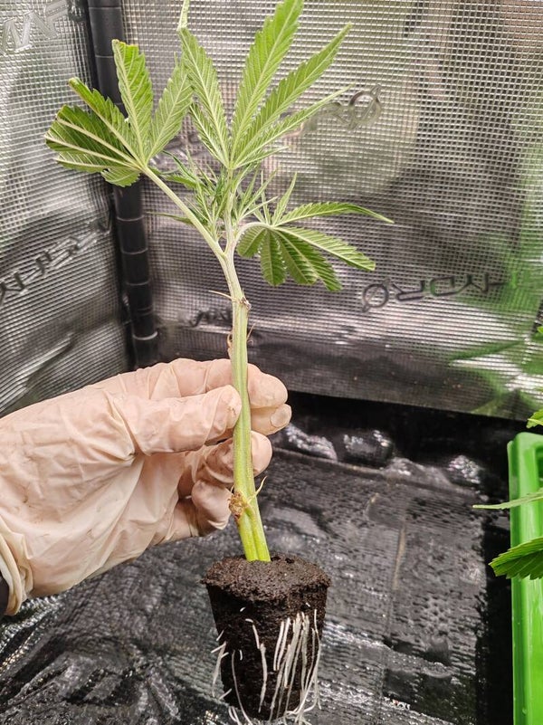 Talea Critical + 2.0 - Silent Seeds