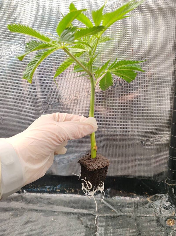 Talea Dante's Inferno - Clearwater Genetics x Tiki Madman