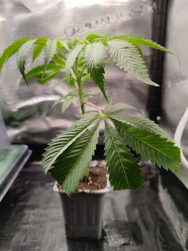 Talea Dante's Inferno - Clearwater Genetics x Tiki Madman - vaso da 0,3 litri