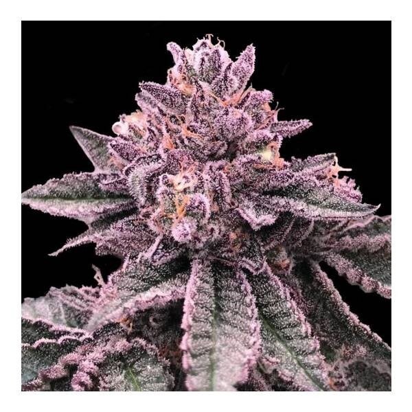 DNA GENETICS DNA CAKE 3 semi