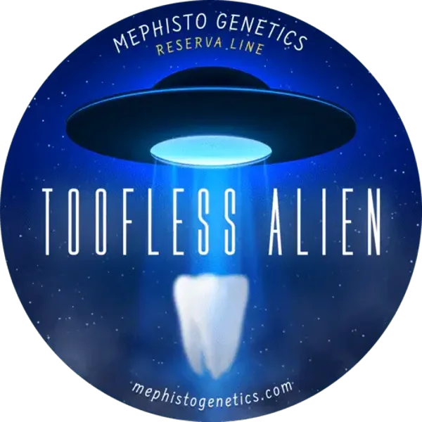 Mephisto Genetics - Toofless Alien 3+2 semi