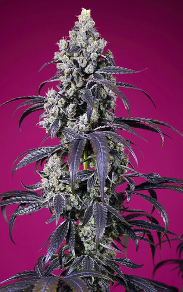 Tropicanna Cherry XL Auto – Sweet Seeds