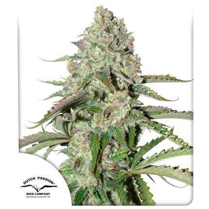 DUTCH PASSION COLORADO COOKIES AUTO 3 semi