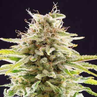 KANNABIA SUPER OG KUSH 5+2 semi