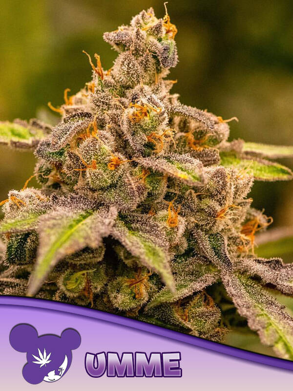 ANESIA SEEDS UMME 3 semi