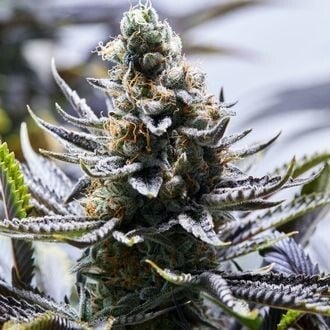 PURPLE CITY GENETICS CHAPEL OF LOVE 3 semi