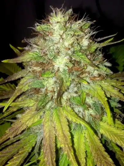 THE CALI CONNECTION SEEDS BOSS HOGG AUTO 6 semi