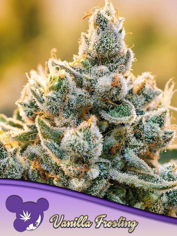 ANESIA SEEDS VANILLA FROSTING 3 semi