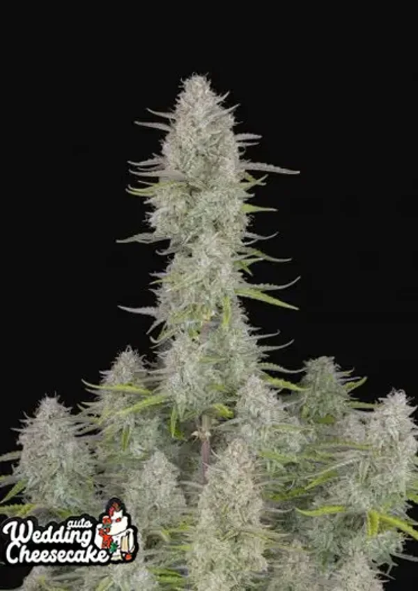 FAST BUDS WEDDING CHEESECAKE AUTO 5semi
