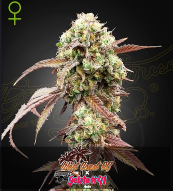 GREEN HOUSE WEST COAST OG X GELATO AUTO 41