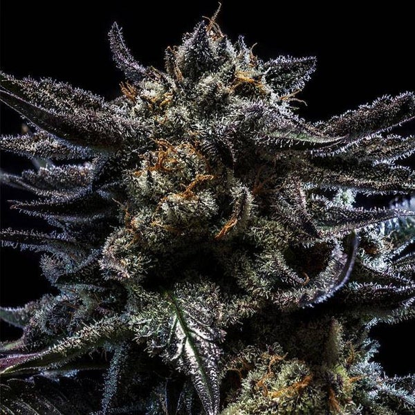 RIPPER SEEDS ZOMBIE KUSH 3 semi