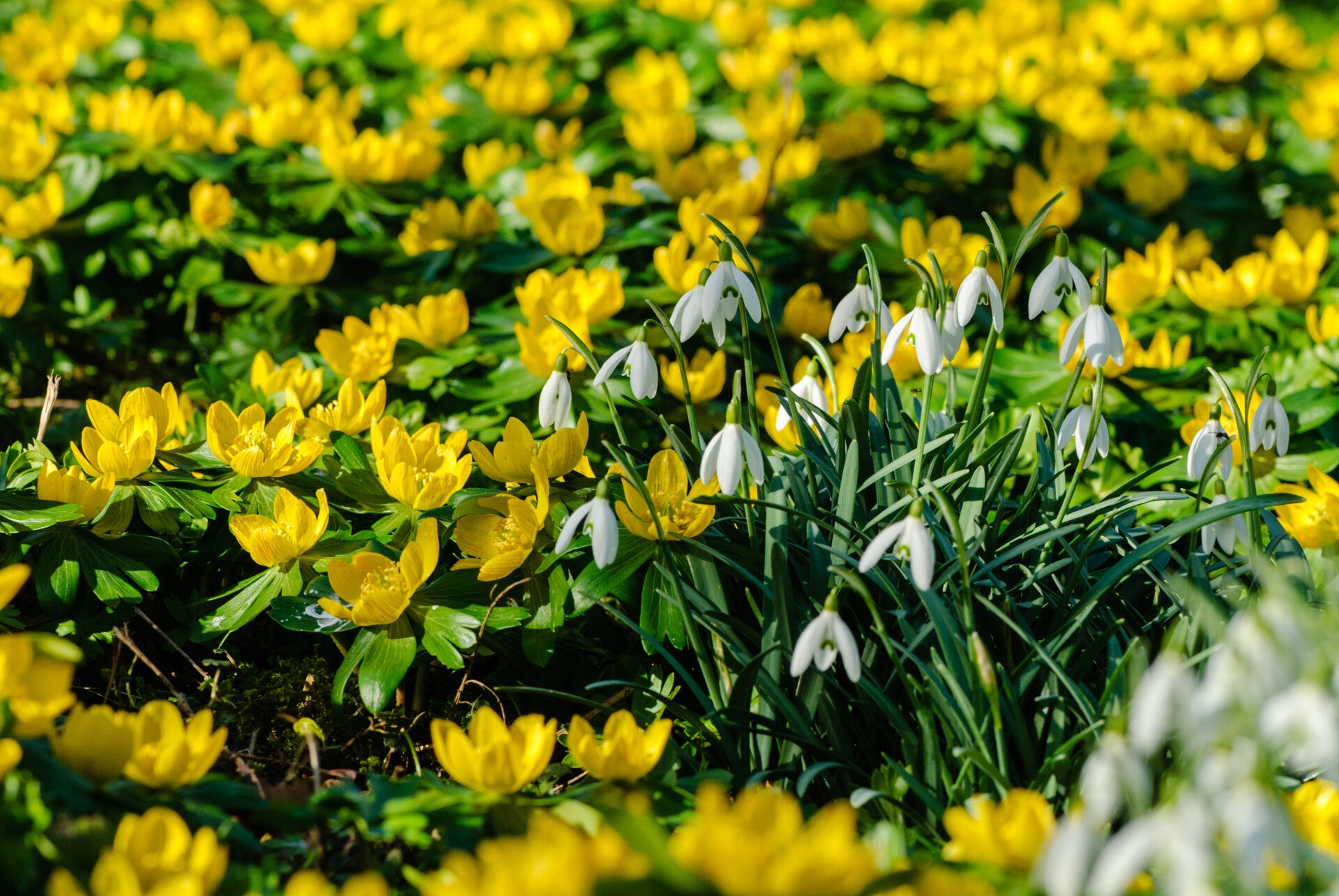 Stinzenplanten: Winterakoniet en Sneeuwklokje